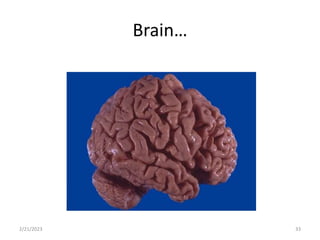 Brain…
2/21/2023 33
 