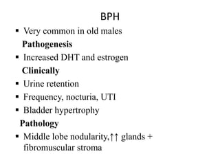BPH
 Very common in old males
Pathogenesis
 Increased DHT and estrogen
Clinically
 Urine retention
 Frequency, nocturia, UTI
 Bladder hypertrophy
Pathology
 Middle lobe nodularity,↑↑ glands +
fibromuscular stroma
 