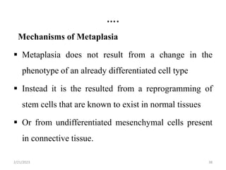 ….
Mechanisms of Metaplasia
 Metaplasia does not result from a change in the
phenotype of an already differentiated cell type
 Instead it is the resulted from a reprogramming of
stem cells that are known to exist in normal tissues
 Or from undifferentiated mesenchymal cells present
in connective tissue.
2/21/2023 38
 