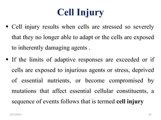 Cell Injury
 Cell injury results when cells are stressed so severely
that they no longer able to adapt or the cells are exposed
to inherently damaging agents .
 If the limits of adaptive responses are exceeded or if
cells are exposed to injurious agents or stress, deprived
of essential nutrients, or become compromised by
mutations that affect essential cellular constituents, a
sequence of events follows that is termed cell injury
2/21/2023 42
 