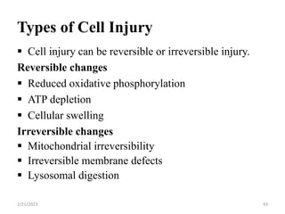 Types of Cell Injury
 Cell injury can be reversible or irreversible injury.
Reversible changes
 Reduced oxidative phosphorylation
 ATP depletion
 Cellular swelling
Irreversible changes
 Mitochondrial irreversibility
 Irreversible membrane defects
 Lysosomal digestion
2/21/2023 43
 