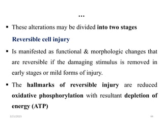 …
 These alterations may be divided into two stages
Reversible cell injury
 Is manifested as functional & morphologic changes that
are reversible if the damaging stimulus is removed in
early stages or mild forms of injury.
 The hallmarks of reversible injury are reduced
oxidative phosphorylation with resultant depletion of
energy (ATP)
2/21/2023 44
 