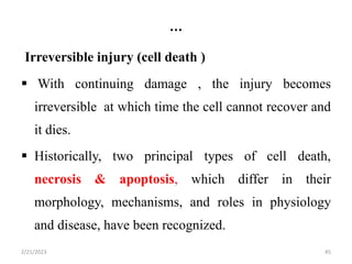 …
Irreversible injury (cell death )
 With continuing damage , the injury becomes
irreversible at which time the cell cannot recover and
it dies.
 Historically, two principal types of cell death,
necrosis & apoptosis, which differ in their
morphology, mechanisms, and roles in physiology
and disease, have been recognized.
2/21/2023 45
 