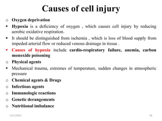 Causes of cell injury
o Oxygen deprivation
 Hypoxia is a deficiency of oxygen , which causes cell injury by reducing
aerobic oxidative respiration.
 It should be distinguished from ischemia , which is loss of blood supply from
impeded arterial flow or reduced venous drainage in tissue .
 Causes of hypoxia include cardio-respiratory failure, anemia, carbon
monoxide poisoning
o Physical agents
 Mechanical trauma, extremes of temperature, sudden changes in atmospheric
pressure
o Chemical agents & Drugs
o Infectious agents
o Immunologic reactions
o Genetic derangements
o Nutritional imbalance
2/21/2023 46
 