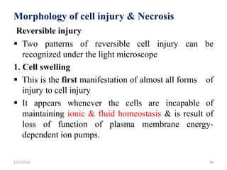 Morphology of cell injury & Necrosis
Reversible injury
 Two patterns of reversible cell injury can be
recognized under the light microscope
1. Cell swelling
 This is the first manifestation of almost all forms of
injury to cell injury
 It appears whenever the cells are incapable of
maintaining ionic & fluid homeostasis & is result of
loss of function of plasma membrane energy-
dependent ion pumps.
2/21/2023 48
 