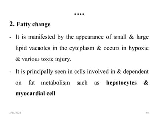 ….
2. Fatty change
- It is manifested by the appearance of small & large
lipid vacuoles in the cytoplasm & occurs in hypoxic
& various toxic injury.
- It is principally seen in cells involved in & dependent
on fat metabolism such as hepatocytes &
myocardial cell
2/21/2023 49
 