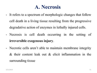 A. Necrosis
- It refers to a spectrum of morphologic changes that follow
cell death in a living tissue resulting from the progressive
degradative action of enzymes in lethally injured cells.
- Necrosis is cell death occurring in the setting of
irreversible exogenous injury.
- Necrotic cells aren’t able to maintain membrane integrity
& their content leak out & elicit inflammation in the
surrounding tissue
2/21/2023 51
 