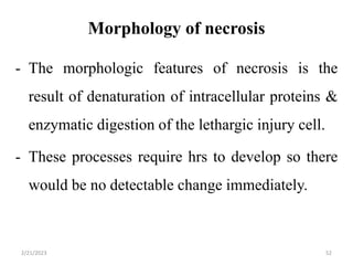 Morphology of necrosis
- The morphologic features of necrosis is the
result of denaturation of intracellular proteins &
enzymatic digestion of the lethargic injury cell.
- These processes require hrs to develop so there
would be no detectable change immediately.
2/21/2023 52
 