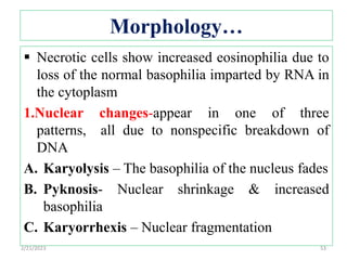 Morphology…
 Necrotic cells show increased eosinophilia due to
loss of the normal basophilia imparted by RNA in
the cytoplasm
1.Nuclear changes-appear in one of three
patterns, all due to nonspecific breakdown of
DNA
A. Karyolysis – The basophilia of the nucleus fades
B. Pyknosis- Nuclear shrinkage & increased
basophilia
C. Karyorrhexis – Nuclear fragmentation
2/21/2023 53
 