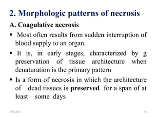 2. Morphologic patterns of necrosis
A. Coagulative necrosis
 Most often results from sudden interruption of
blood supply to an organ.
 It is, in early stages, characterized by g
preservation of tissue architecture when
denaturation is the primary pattern
 Is a form of necrosis in which the architecture
of dead tissues is preserved for a span of at
least some days
2/21/2023 55
 