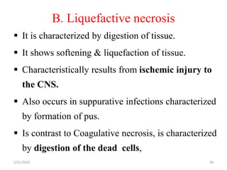 B. Liquefactive necrosis
 It is characterized by digestion of tissue.
 It shows softening & liquefaction of tissue.
 Characteristically results from ischemic injury to
the CNS.
 Also occurs in suppurative infections characterized
by formation of pus.
 Is contrast to Coagulative necrosis, is characterized
by digestion of the dead cells,
2/21/2023 58
 