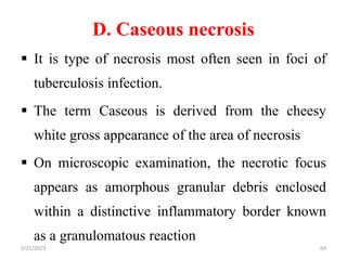 D. Caseous necrosis
 It is type of necrosis most often seen in foci of
tuberculosis infection.
 The term Caseous is derived from the cheesy
white gross appearance of the area of necrosis
 On microscopic examination, the necrotic focus
appears as amorphous granular debris enclosed
within a distinctive inflammatory border known
as a granulomatous reaction
2/21/2023 64
 