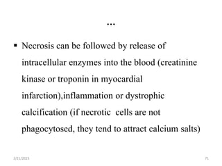 …
 Necrosis can be followed by release of
intracellular enzymes into the blood (creatinine
kinase or troponin in myocardial
infarction),inflammation or dystrophic
calcification (if necrotic cells are not
phagocytosed, they tend to attract calcium salts)
2/21/2023 71
 