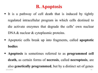 B. Apoptosis
 It is a pathway of cell death that is induced by tightly
regulated intracellular program in which cells destined to
die activate enzymes that degrade the cells’ own nuclear
DNA & nuclear & cytoplasmic proteins.
 Apoptotic cells break up into fragments, called apoptotic
bodies
 Apoptosis is sometimes referred to as programmed cell
death, as certain forms of necrosis, called necroptosis, are
also genetically programmed, but by a distinct set of genes
2/21/2023 73
 
