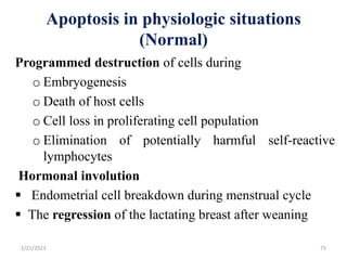 Apoptosis in physiologic situations
(Normal)
Programmed destruction of cells during
o Embryogenesis
o Death of host cells
o Cell loss in proliferating cell population
o Elimination of potentially harmful self-reactive
lymphocytes
Hormonal involution
 Endometrial cell breakdown during menstrual cycle
 The regression of the lactating breast after weaning
2/21/2023 75
 