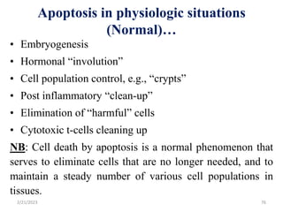 Apoptosis in physiologic situations
(Normal)…
• Embryogenesis
• Hormonal “involution”
• Cell population control, e.g., “crypts”
• Post inflammatory “clean-up”
• Elimination of “harmful” cells
• Cytotoxic t-cells cleaning up
NB: Cell death by apoptosis is a normal phenomenon that
serves to eliminate cells that are no longer needed, and to
maintain a steady number of various cell populations in
tissues.
2/21/2023 76
 