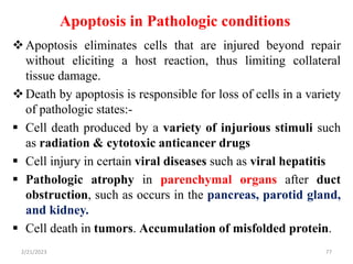 Apoptosis in Pathologic conditions
Apoptosis eliminates cells that are injured beyond repair
without eliciting a host reaction, thus limiting collateral
tissue damage.
Death by apoptosis is responsible for loss of cells in a variety
of pathologic states:-
 Cell death produced by a variety of injurious stimuli such
as radiation & cytotoxic anticancer drugs
 Cell injury in certain viral diseases such as viral hepatitis
 Pathologic atrophy in parenchymal organs after duct
obstruction, such as occurs in the pancreas, parotid gland,
and kidney.
 Cell death in tumors. Accumulation of misfolded protein.
2/21/2023 77
 