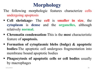 Morphology
The following morphologic features characterize cells
undergoing apoptosis
 Cell shrinkage- The cell is smaller in size, the
cytoplasm is dense and the organelles, although
relatively normal.
 Chromatin condensation-This is the most characteristic
feature of apoptosis.
 Formation of cytoplasmic blebs (bulge) & apoptotic
bodies-The apoptotic cell undergoes fragmentation into
membrane bound apoptotic bodies
 Phagocytosis of apoptotic cells or cell bodies usually
by macrophages
2/21/2023 78
 