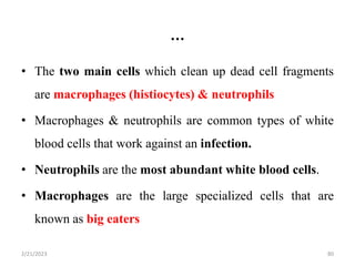 …
• The two main cells which clean up dead cell fragments
are macrophages (histiocytes) & neutrophils
• Macrophages & neutrophils are common types of white
blood cells that work against an infection.
• Neutrophils are the most abundant white blood cells.
• Macrophages are the large specialized cells that are
known as big eaters
2/21/2023 80
 