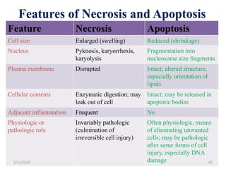 Features of Necrosis and Apoptosis
Feature Necrosis Apoptosis
Cell size Enlarged (swelling) Reduced (shrinkage)
Nucleus Pyknosis, karyorrhexis,
karyolysis
Fragmentation into
nucleosome size fragments
Plasma membrane Disrupted Intact; altered structure,
especially orientation of
lipids
Cellular contents Enzymatic digestion; may
leak out of cell
Intact; may be released in
apoptotic bodies
Adjacent inflammation Frequent No
Physiologic or
pathologic role
Invariably pathologic
(culmination of
irreversible cell injury)
Often physiologic, means
of eliminating unwanted
cells; may be pathologic
after some forms of cell
injury, especially DNA
damage
2/21/2023 82
 