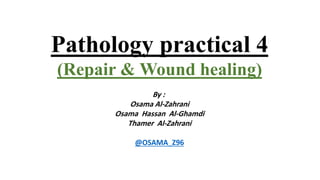 Pathology practical 4
(Repair & Wound healing)
By :
Osama Al-Zahrani
Osama Hassan Al-Ghamdi
Thamer Al-Zahrani
@OSAMA_Z96
 