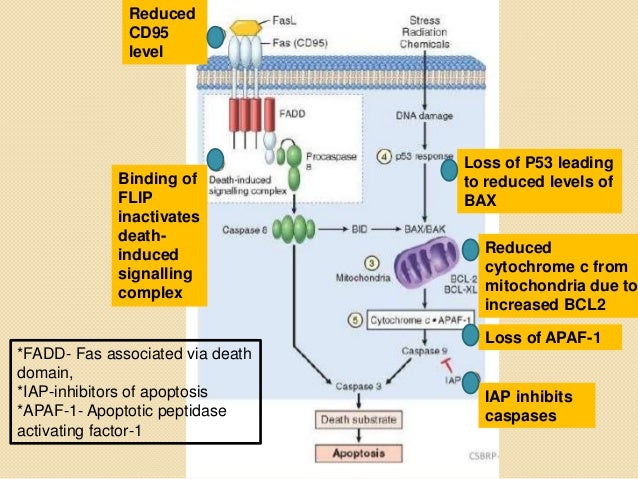 Slsi lk How Long For Sulfatrim To Work Understand You Etiology And Pathogenesis Of Cancer 