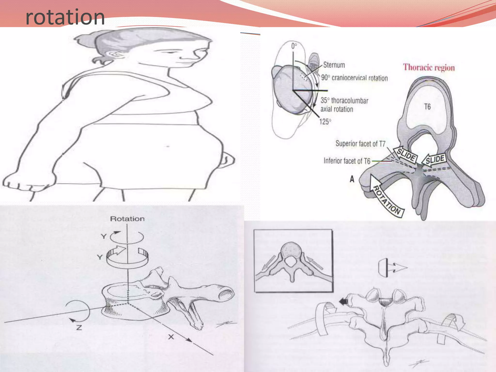 Normal Thoracic Rotation Pathomechanics of thoracic spine disease | PPTX