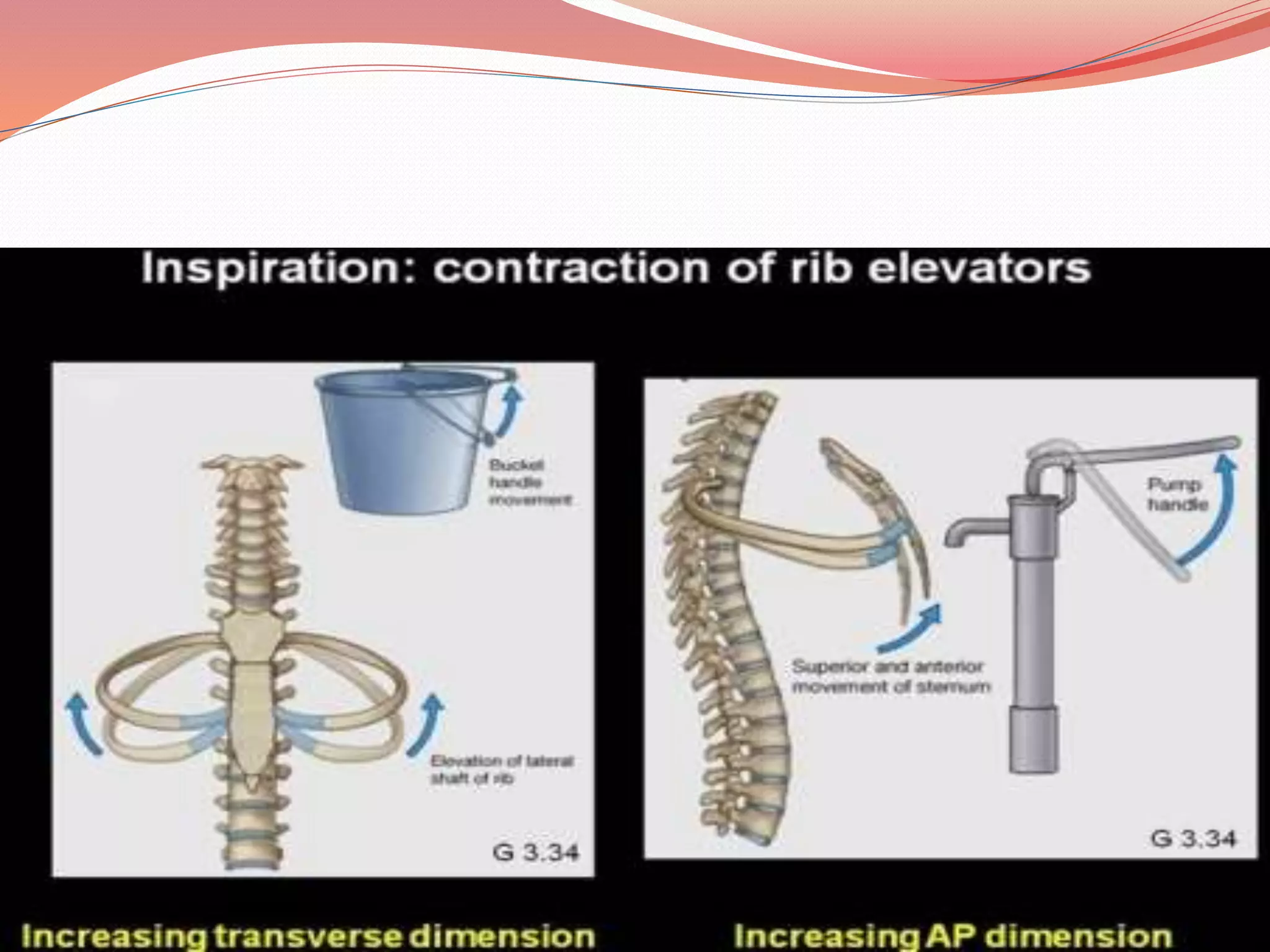 Thorcaic Rib Dysfunction Pathomechanics of thoracic spine disease | PPTX