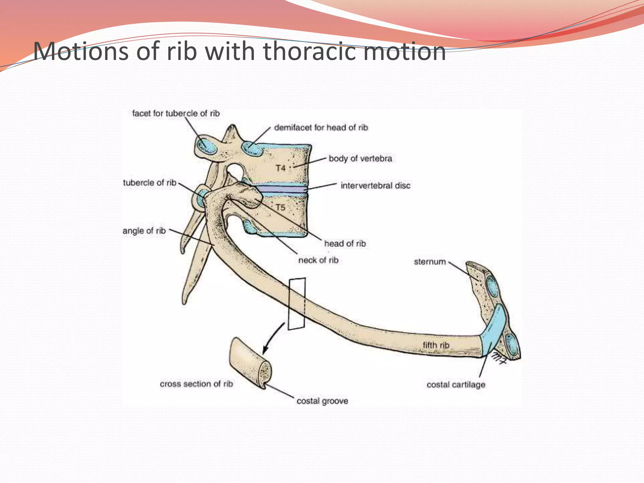 Thorcaic Rib Dysfunction Pathomechanics of thoracic spine disease | PPTX