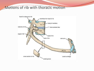 Pathomechanics of thoracic spine disease | PPTX