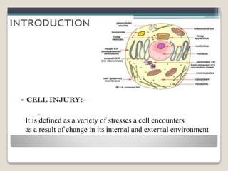 It is defined as a variety of stresses a cell encounters
as a result of change in its internal and external environment
 