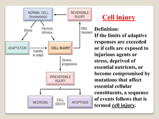 Definition:
If the limits of adaptive
responses are exceeded
or if cells are exposed to
injurious agents or
stress, deprived of
essential nutrients, or
become compromised by
mutations that affect
essential cellular
constituents, a sequence
of events follows that is
termed cell injury.
Cell injury
 