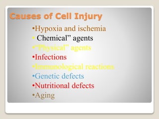 Causes of Cell Injury
•Hypoxia and ischemia
• Chemical” agents
•“Physical” agents
•Infections
•Immunological reactions
•Genetic defects
•Nutritional defects
•Aging
 
