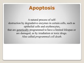 Apoptosis
A natural process of self-
destruction by degradative enzymes in certain cells, such as
epithelial cells and erythrocytes,
that are genetically programmed to have a limited lifespan or
are damaged, as by irradiation or toxic drugs.
Also called programmed cell death.
 