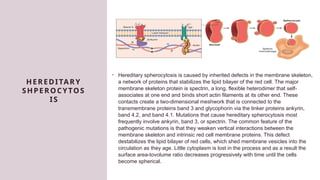 pathophis 2 hemolytic anemia a disorder in which red blood cells are ...