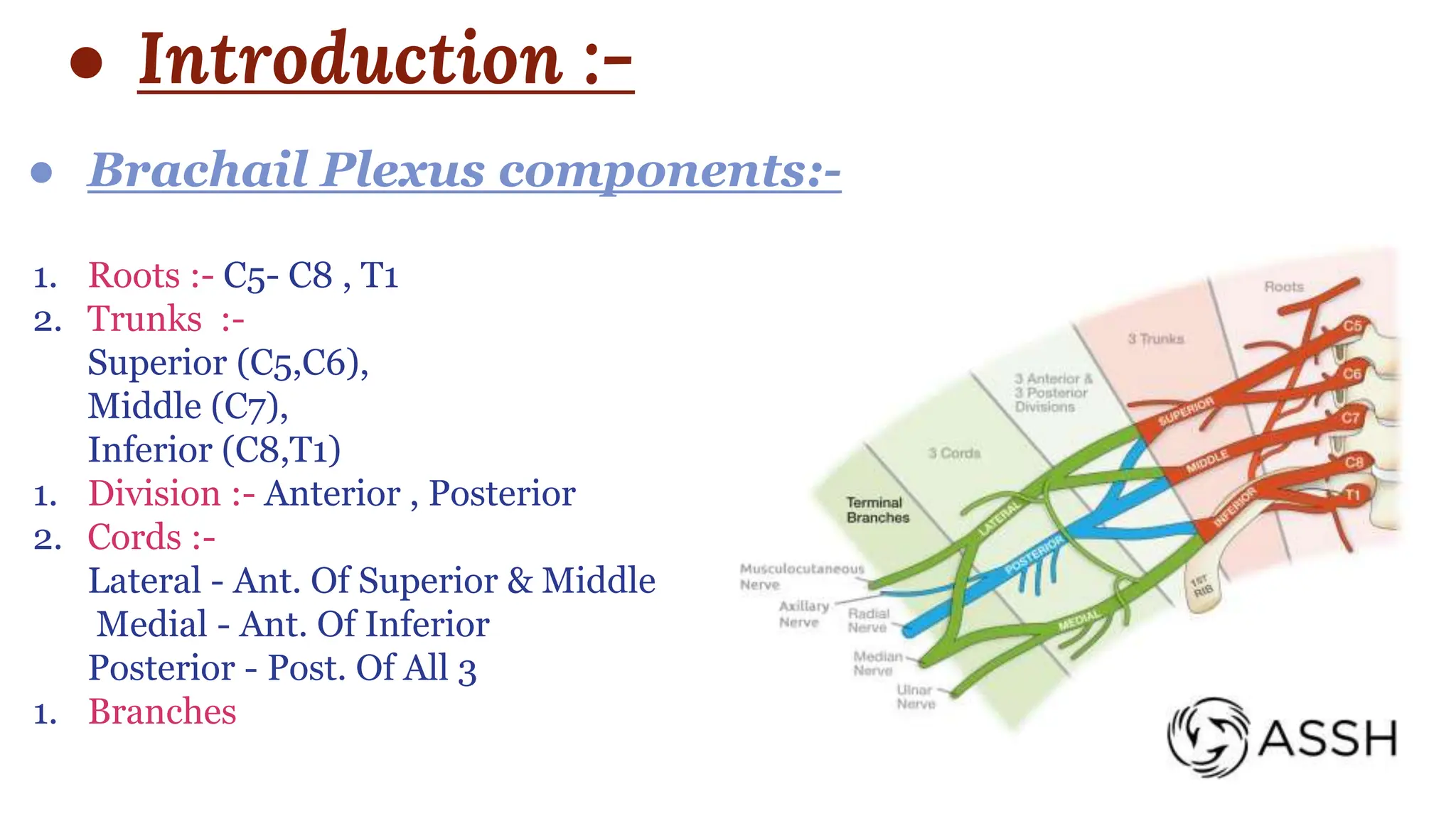 ● Introduction :-
1. Roots :- C5- C8 , T1
2. Trunks :-
Superior (C5,C6),
Middle (C7),
Inferior (C8,T1)
1. Division :- Anterior , Posterior
2. Cords :-
Lateral - Ant. Of Superior & Middle
Medial - Ant. Of Inferior
Posterior - Post. Of All 3
1. Branches
 