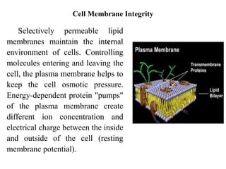 Cell Integrity Pathophysiology Cell f st.pdf of cell jnf | PDF