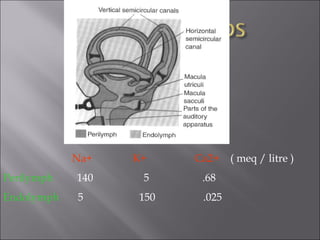 Na+ K+ Ca2+ ( meq / litre )
Perilymph 140 5 .68
Endolymph 5 150 .025
 