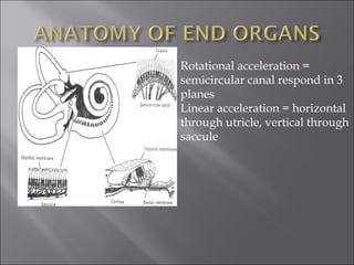 Rotational acceleration =
semicircular canal respond in 3
planes
Linear acceleration = horizontal
through utricle, vertical through
saccule
 