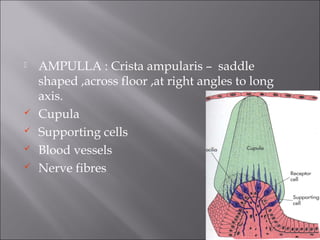  AMPULLA : Crista ampularis – saddle
shaped ,across floor ,at right angles to long
axis.
 Cupula
 Supporting cells
 Blood vessels
 Nerve fibres
 