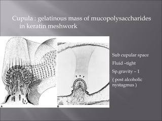 Cupula : gelatinous mass of mucopolysaccharides
in keratin meshwork
Sub cupular space
Fluid –tight
Sp.gravity – 1
( post alcoholic
nystagmus )
 
