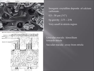 Inorganic crsytalline deposits of calcium
carbonate .
0.5 – 30 µm ( 5-7 )
Sp.gravity : 2.71 – 2.94
Very small in striola region
Utricular macula : kinocilium
towards striola
Saccular macula : away from striola
 