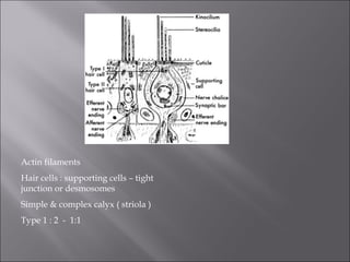 Actin filaments
Hair cells : supporting cells – tight
junction or desmosomes
Simple & complex calyx ( striola )
Type 1 : 2 - 1:1
 