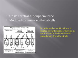  Crista : central & peripheral zone
 Modified columnar epithelial cells
In horizontal canal kinocilium is
located towards utricle ,where as in
vertical canals the kinocilium is
placed away from the utricle
 