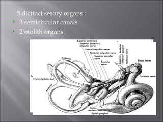 5 dictinct sesory organs :
 3 semicircular canals
 2 otolith organs
 