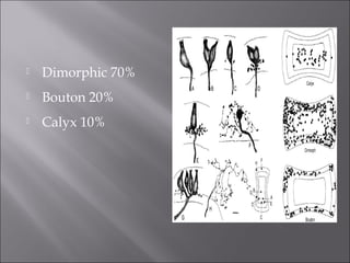  Dimorphic 70%
 Bouton 20%
 Calyx 10%
 