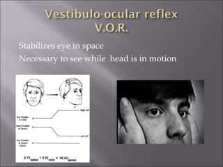 Stabilizes eye in space
Necessary to see while head is in motion
 