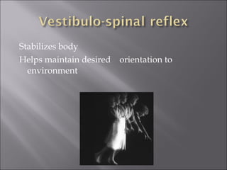 Stabilizes body
Helps maintain desired orientation to
environment
 