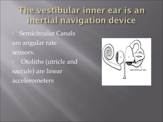  Semicircular Canals
are angular rate
sensors.
 Otoliths (utricle and
saccule) are linear
accelerometers
 