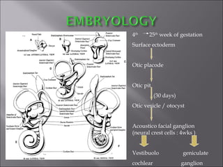 4th
25th
week of gestation
Surface ectoderm
Otic placode
Otic pit
(30 days)
Otic vesicle / otocyst
Acoustico facial ganglion
(neural crest cells : 4wks )
Vestibuolo geniculate
cochlear ganglion
 